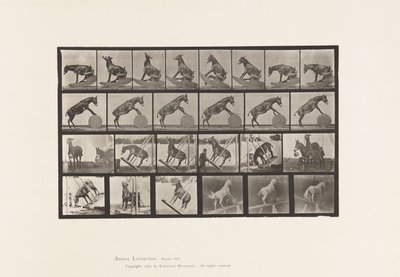 Tafel 660. Maultier; Verschiedene Darbietungen Denver von Eadweard Muybridge