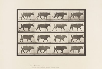 Tafel 669. Ochse; Gehende von Eadweard Muybridge