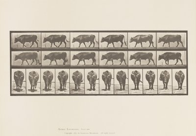 Tafel 670. Ochse; Gehend von Eadweard Muybridge
