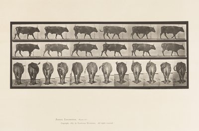 Tafel 671. Ochse; Gehend von Eadweard Muybridge