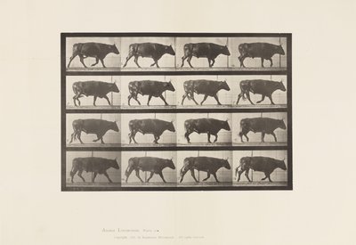 Tafel 672. Ochse; Trabend von Eadweard Muybridge