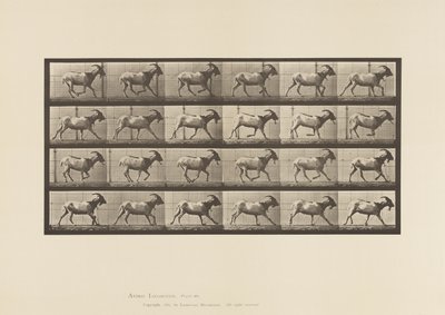 Tafel 679. Ziege; Galoppierend von Eadweard Muybridge