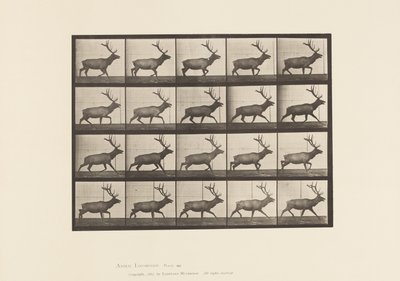 Tafel 692. Elch, trabend von Eadweard Muybridge