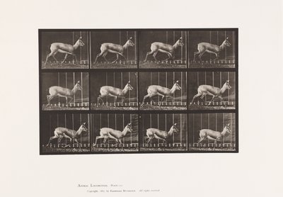 Tafel 697. Antilope; Traben von Eadweard Muybridge