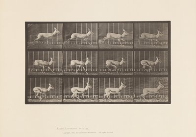 Tafel 698. Antilope; Galoppierend von Eadweard Muybridge