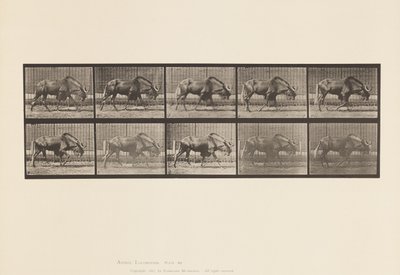Tafel 701. Gnu; Gehend von Eadweard Muybridge