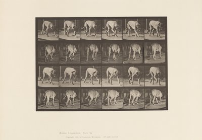 Tafel 704. Hund; Laufend; Mastiff von Eadweard Muybridge