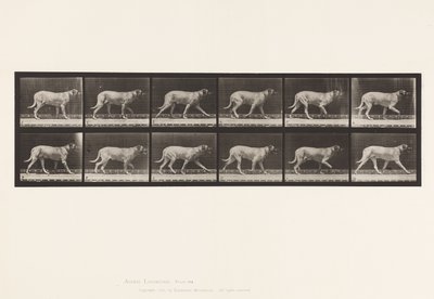 Tafel 706. Hund; Trabend; Mastiff von Eadweard Muybridge