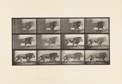 Tafel 722. Löwe; Laufend von Eadweard Muybridge
