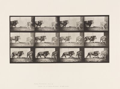 Tafel 726. Löwe und Löwin; Gehend von Eadweard Muybridge