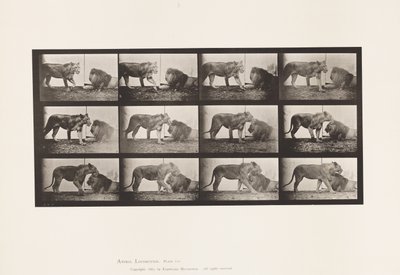 Tafel 727. Löwin; Gehend; Löwe; Liegend von Eadweard Muybridge