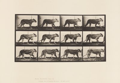Platte 728. Löwin; Gehen; Löwe; Liegen von Eadweard Muybridge