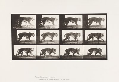 Tafel 729. Tigerin; Laufend von Eadweard Muybridge