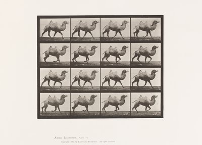 Platte 738. Baktrisches Kamel; Passgang von Eadweard Muybridge