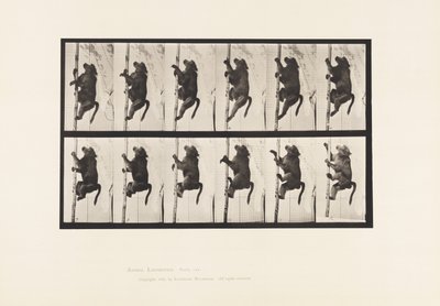 Tafel 749. Pavian; Klettert auf einen Pfahl von Eadweard Muybridge