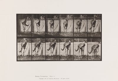 Tafel 754. Känguru; Springend von Eadweard Muybridge