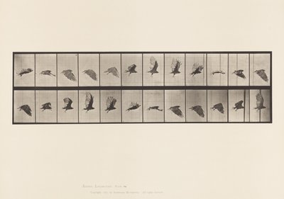 Tafel 766. Geier; Fliegend von Eadweard Muybridge
