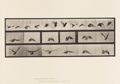 Tafel 768. Geier; Fliegend von Eadweard Muybridge