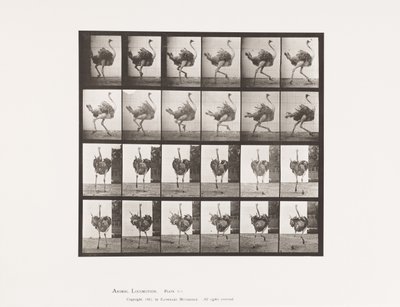 Tafel 773. Strauß; Laufend von Eadweard Muybridge