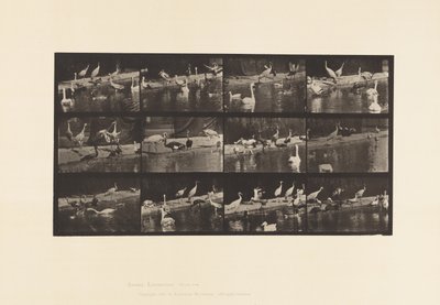 Tafel 779. Störche; Schwäne, usw. von Eadweard Muybridge