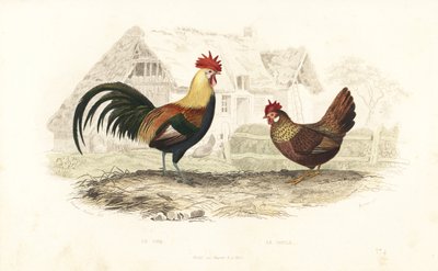 Hahn und Henne, Phasianus gallus von Edouard (after) Travies