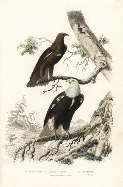 Großer Fleckadler und Weißkopfseeadler von Edouard (after) Travies