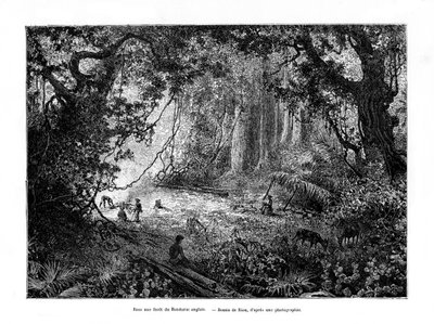 Regenwald in Britisch-Honduras, 19. Jahrhundert von Edouard Riou