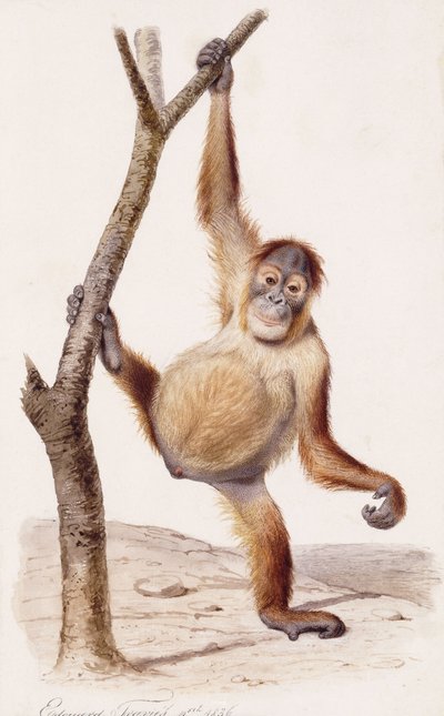 Orang-Utan, 1836 von Edouard Travies