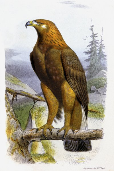Der Goldene Adler, ca. 1850 von Edouard Travies