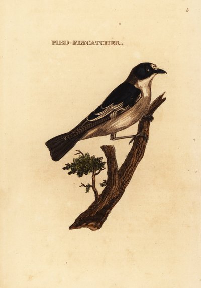 Trauerschnäpper, Ficedula hypoleuca von Edward Donovan