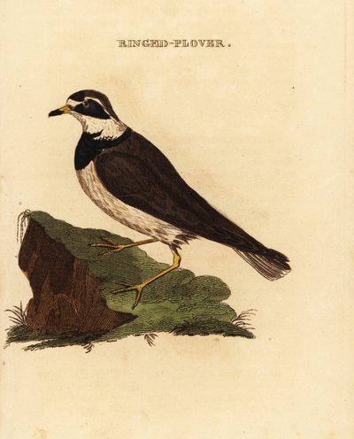 Sandregenpfeifer, Charadrius hiaticula von Edward Donovan