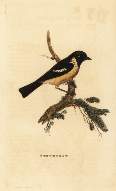 Schwarzkehlchen, Saxicola rubicola von Edward Donovan