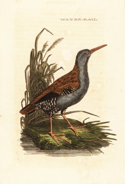 Wasserralle, Rallus aquaticus von Edward Donovan