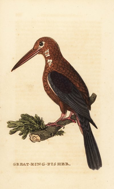 Weißkehl-Eisvogel, Halcyon smyrnensis von Edward Donovan