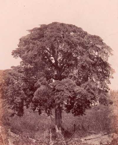 Baumstudie von Edward King Tenison