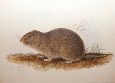 Ctenomys magellanicus, 1836 von Edward Lear