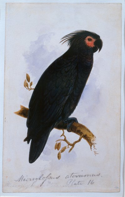 Papagei: Platte 16 von Edward Lear