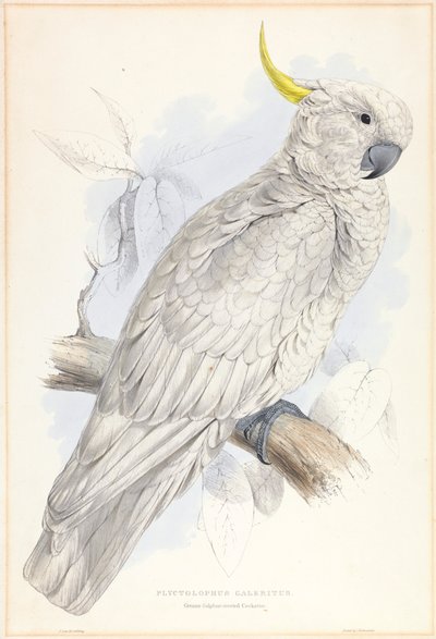 Plyctolophus Galeritus. Großer Gelbhaubenkakadu von Edward Lear