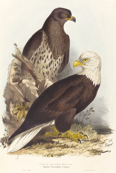 Weißkopfseeadler von Edward Lear
