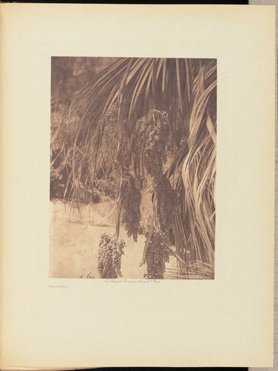 Palmfrucht von Edward S. Curtis