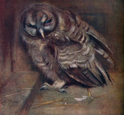 Eine junge braune Eule, 1907 von Edwin John Alexander