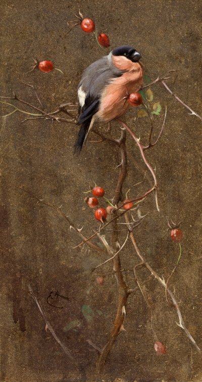 Der Gimpel von Edwin John Alexander