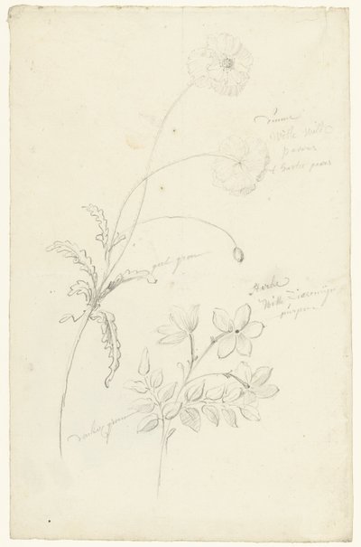 Studien von Mohn und Jasmin von Elias van Nijmegen