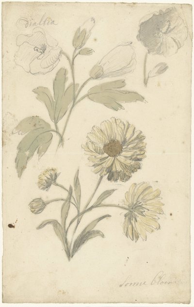 Studien von Sonnenblumen und Dahlien von Elias van Nijmegen