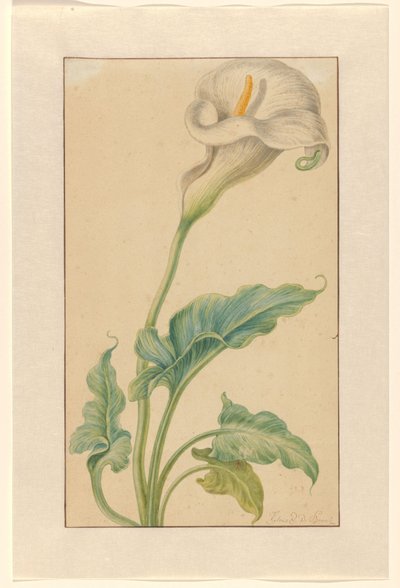 Weiße Calla von Elias van den Broeck (signed by artist)