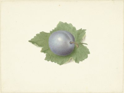 Pflaume auf einem Blatt von Elisabeth Geertruida van de Kasteele