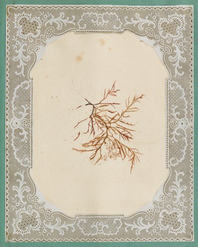 Seetang von Eliza A. Jordson