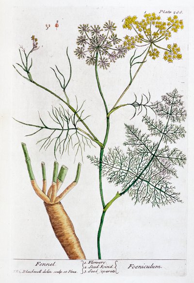 Fenchel von Elizabeth Blackwell