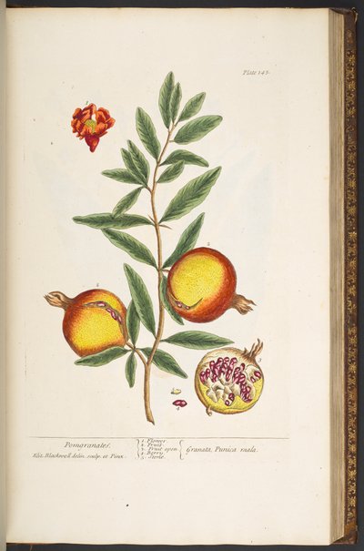 Tafel 145, aus 