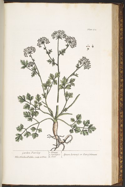Tafel 172, aus 